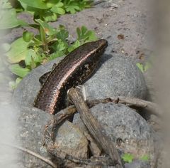Chalcides sexlineatus