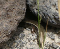Chalcides sexlineatus