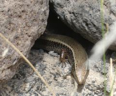 Chalcides sexlineatus