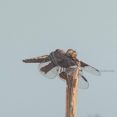 Palpopleura