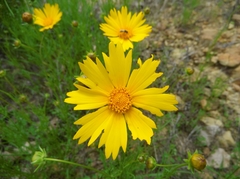 Coreopsis grandiflora