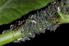 Aphis farinosa