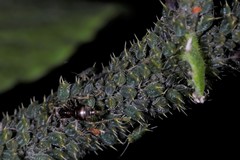 Aphis farinosa