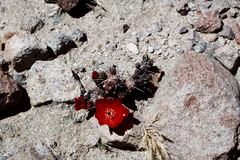 Tephrocactus nigrispinus