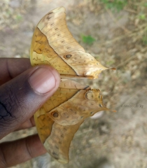 Charaxes varanes vologeses