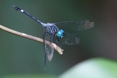 Micrathyria venezuelae