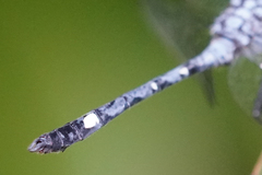 Micrathyria venezuelae