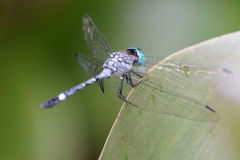 Micrathyria venezuelae