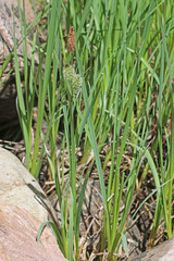 Carex nebrascensis