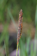 Carex nebrascensis