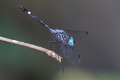 Micrathyria venezuelae