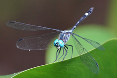 Micrathyria venezuelae