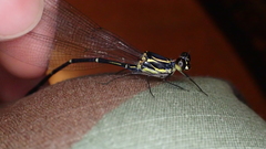 Hypolestes hatuey