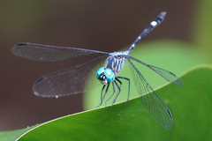 Micrathyria venezuelae