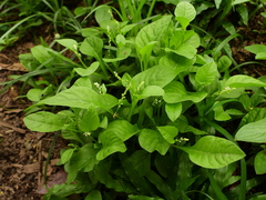 Microtea debilis
