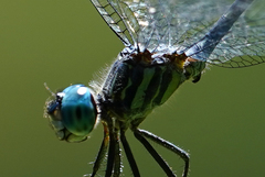 Micrathyria venezuelae