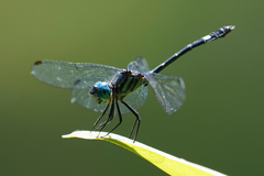 Micrathyria venezuelae