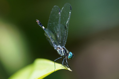 Micrathyria venezuelae