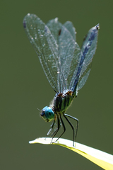 Micrathyria venezuelae