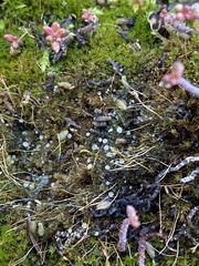 Bryoscyphus dicrani