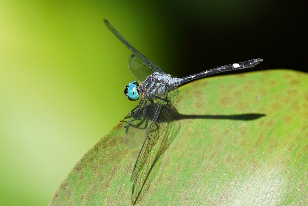 Forest Pond Dasher