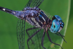 Micrathyria venezuelae