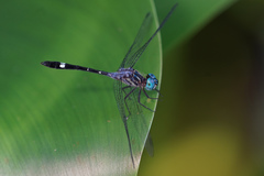 Micrathyria venezuelae