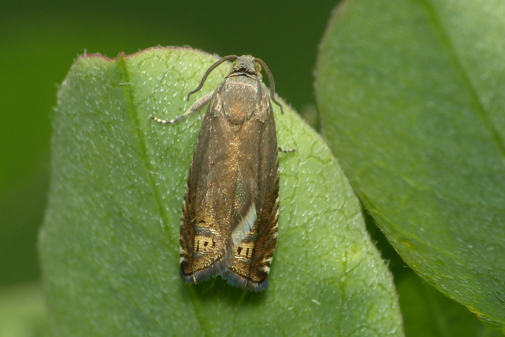 Ephippiphora nebritana