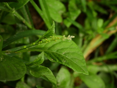 Microtea debilis