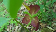 Trillium vaseyi