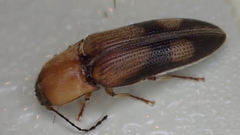 Glyphonyx praevius