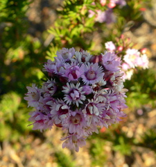 Verticordia plumosa