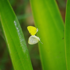 Eurema brigitta pulchella