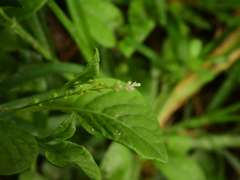 Microtea debilis