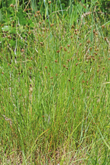 Juncus confusus