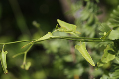 Cocculus diversifolius