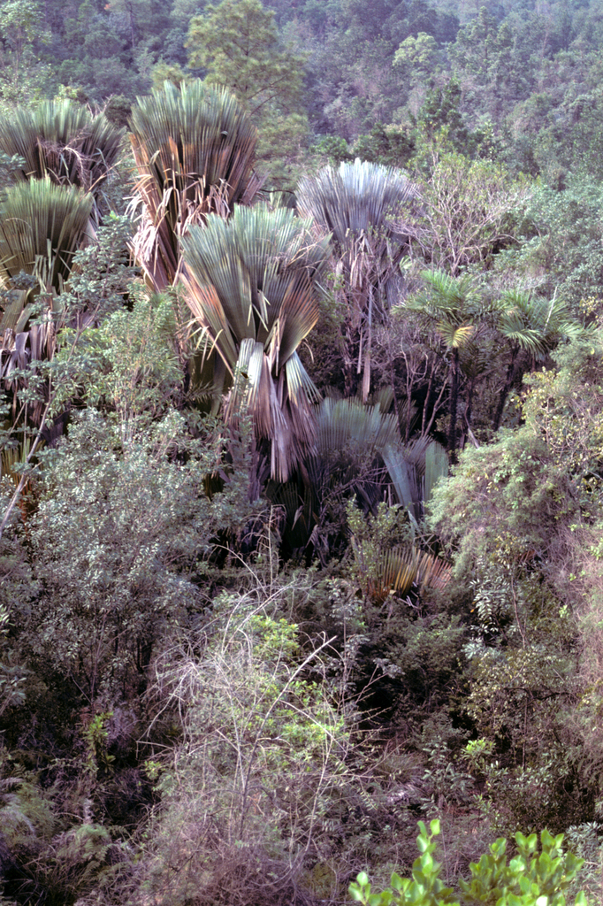Copernicia rigida