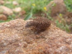 Hemidactylus reticulatus