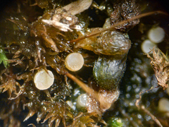 Bryoscyphus dicrani