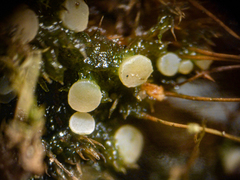 Bryoscyphus dicrani