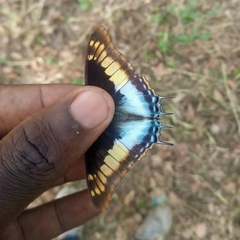 Charaxes viola viola