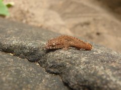 Hemidactylus reticulatus