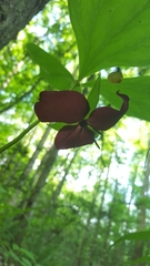 Trillium vaseyi