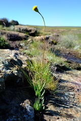 Senecio othonniflorus