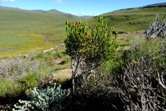 Passerina montana