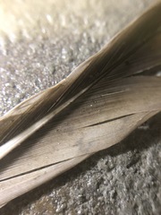 Columba livia