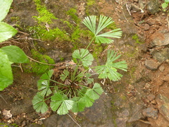 Actiniopteris radiata