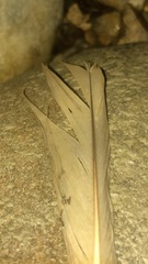 Columba livia