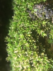 Bryophyta
