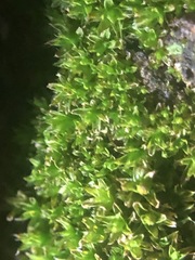 Bryophyta